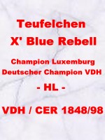 Teufelchen X´Blue Rebell